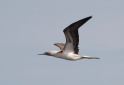 089 Blue-footed booby 07